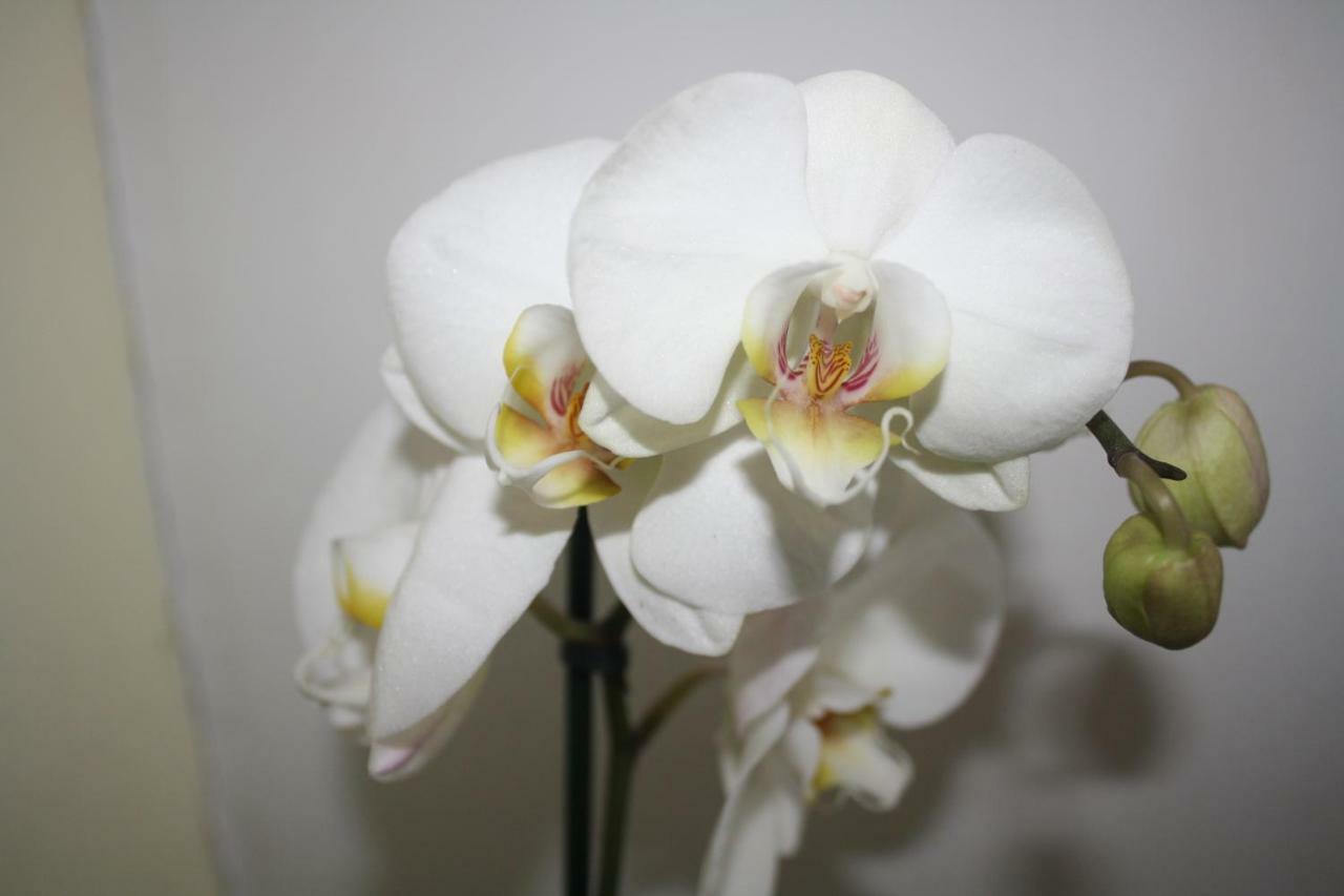 Orchid Cottage Gorges  Bagian luar foto